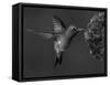 Broad-Billed Hummingbird, Male Feeding on Garden Flowers, USA-Dave Watts-Framed Stretched Canvas