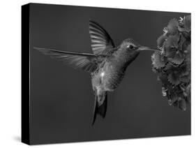 Broad-Billed Hummingbird, Male Feeding on Garden Flowers, USA-Dave Watts-Stretched Canvas