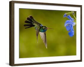 Broad-Billed Hummingbird, Male Feeding on Garden Flowers, USA-Dave Watts-Framed Photographic Print