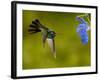 Broad-Billed Hummingbird, Male Feeding on Garden Flowers, USA-Dave Watts-Framed Photographic Print