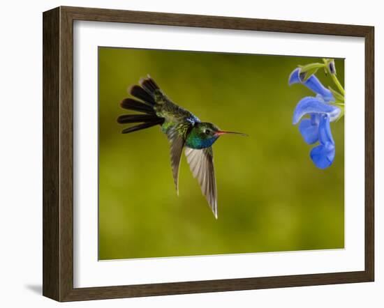 Broad-Billed Hummingbird, Male Feeding on Garden Flowers, USA-Dave Watts-Framed Photographic Print