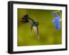 Broad-Billed Hummingbird, Male Feeding on Garden Flowers, USA-Dave Watts-Framed Photographic Print