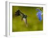 Broad-Billed Hummingbird, Male Feeding on Garden Flowers, USA-Dave Watts-Framed Photographic Print