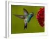 Broad-Billed Hummingbird, Male Feeding on Garden Flowers, USA-Dave Watts-Framed Photographic Print