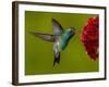 Broad-Billed Hummingbird, Male Feeding on Garden Flowers, USA-Dave Watts-Framed Photographic Print