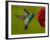 Broad-Billed Hummingbird, Male Feeding on Garden Flowers, USA-Dave Watts-Framed Photographic Print