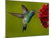 Broad-Billed Hummingbird, Male Feeding on Garden Flowers, USA-Dave Watts-Mounted Photographic Print