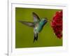 Broad-Billed Hummingbird, Male Feeding on Garden Flowers, USA-Dave Watts-Framed Photographic Print