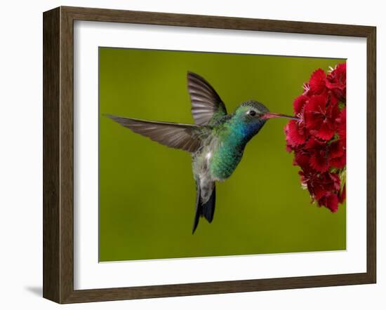 Broad-Billed Hummingbird, Male Feeding on Garden Flowers, USA-Dave Watts-Framed Photographic Print