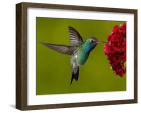 Broad-Billed Hummingbird, Male Feeding on Garden Flowers, USA-Dave Watts-Framed Photographic Print