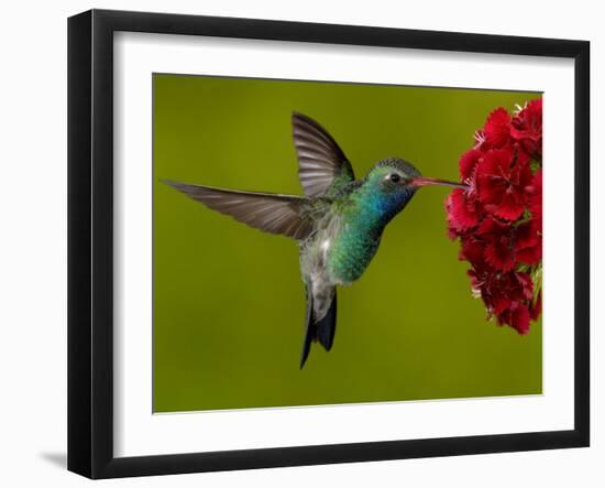 Broad-Billed Hummingbird, Male Feeding on Garden Flowers, USA-Dave Watts-Framed Photographic Print