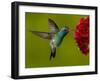 Broad-Billed Hummingbird, Male Feeding on Garden Flowers, USA-Dave Watts-Framed Photographic Print