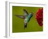 Broad-Billed Hummingbird, Male Feeding on Garden Flowers, USA-Dave Watts-Framed Photographic Print