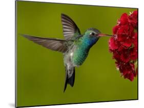 Broad-Billed Hummingbird, Male Feeding on Garden Flowers, USA-Dave Watts-Mounted Photographic Print