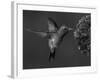 Broad-Billed Hummingbird, Male Feeding on Garden Flowers, USA-Dave Watts-Framed Photographic Print