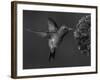 Broad-Billed Hummingbird, Male Feeding on Garden Flowers, USA-Dave Watts-Framed Photographic Print