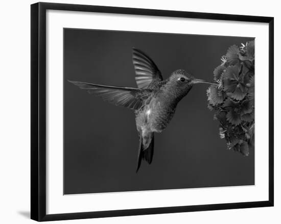 Broad-Billed Hummingbird, Male Feeding on Garden Flowers, USA-Dave Watts-Framed Photographic Print