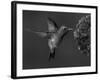 Broad-Billed Hummingbird, Male Feeding on Garden Flowers, USA-Dave Watts-Framed Photographic Print