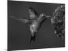 Broad-Billed Hummingbird, Male Feeding on Garden Flowers, USA-Dave Watts-Mounted Photographic Print