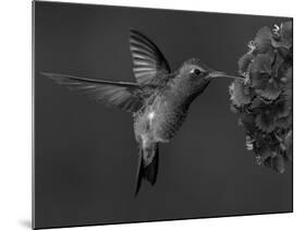 Broad-Billed Hummingbird, Male Feeding on Garden Flowers, USA-Dave Watts-Mounted Photographic Print