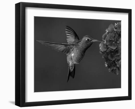 Broad-Billed Hummingbird, Male Feeding on Garden Flowers, USA-Dave Watts-Framed Photographic Print