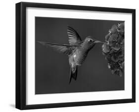Broad-Billed Hummingbird, Male Feeding on Garden Flowers, USA-Dave Watts-Framed Photographic Print
