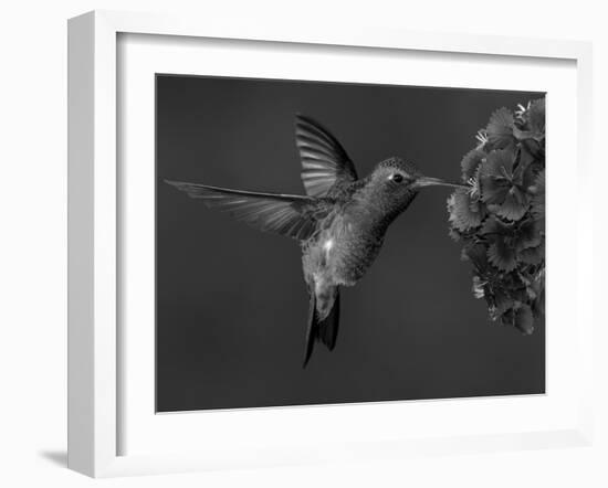 Broad-Billed Hummingbird, Male Feeding on Garden Flowers, USA-Dave Watts-Framed Photographic Print