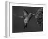 Broad-Billed Hummingbird, Male Feeding on Garden Flowers, USA-Dave Watts-Framed Photographic Print