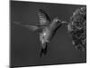 Broad-Billed Hummingbird, Male Feeding on Garden Flowers, USA-Dave Watts-Mounted Photographic Print