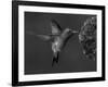 Broad-Billed Hummingbird, Male Feeding on Garden Flowers, USA-Dave Watts-Framed Photographic Print