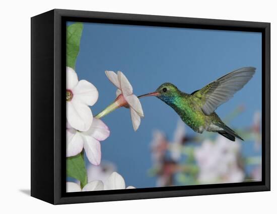 Broad Billed Hummingbird, Male Feeding on Nicotiana Flower, Arizona, USA-Rolf Nussbaumer-Framed Stretched Canvas