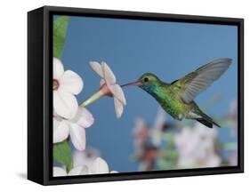 Broad Billed Hummingbird, Male Feeding on Nicotiana Flower, Arizona, USA-Rolf Nussbaumer-Framed Stretched Canvas