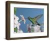 Broad Billed Hummingbird, Male Feeding on Nicotiana Flower, Arizona, USA-Rolf Nussbaumer-Framed Premium Photographic Print