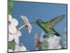 Broad Billed Hummingbird, Male Feeding on Nicotiana Flower, Arizona, USA-Rolf Nussbaumer-Mounted Premium Photographic Print