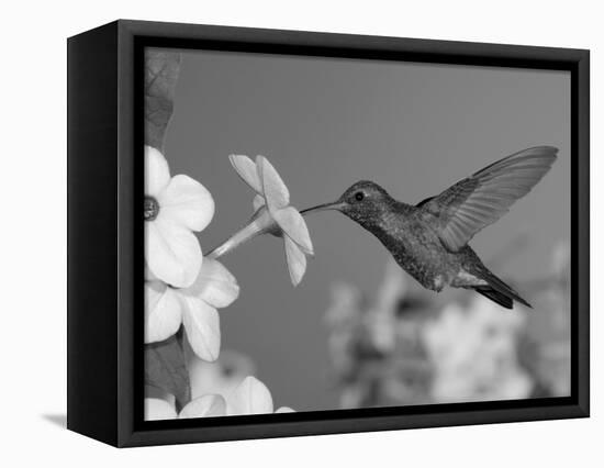 Broad Billed Hummingbird, Male Feeding on Nicotiana Flower, Arizona, USA-Rolf Nussbaumer-Framed Stretched Canvas