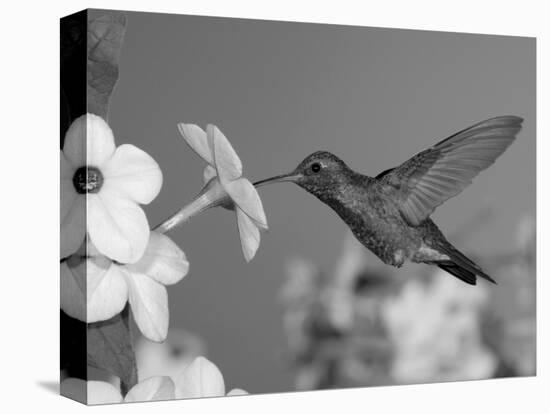 Broad Billed Hummingbird, Male Feeding on Nicotiana Flower, Arizona, USA-Rolf Nussbaumer-Stretched Canvas