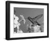 Broad Billed Hummingbird, Male Feeding on Nicotiana Flower, Arizona, USA-Rolf Nussbaumer-Framed Premium Photographic Print