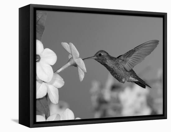 Broad Billed Hummingbird, Male Feeding on Nicotiana Flower, Arizona, USA-Rolf Nussbaumer-Framed Stretched Canvas