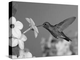 Broad Billed Hummingbird, Male Feeding on Nicotiana Flower, Arizona, USA-Rolf Nussbaumer-Stretched Canvas