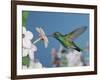 Broad Billed Hummingbird, Male Feeding on Nicotiana Flower, Arizona, USA-Rolf Nussbaumer-Framed Photographic Print