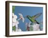 Broad Billed Hummingbird, Male Feeding on Nicotiana Flower, Arizona, USA-Rolf Nussbaumer-Framed Photographic Print