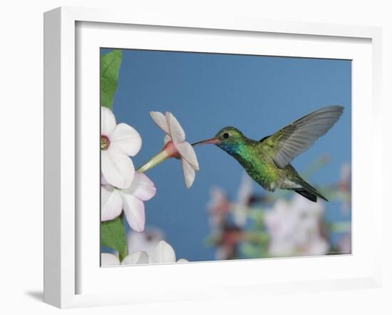 Broad Billed Hummingbird, Male Feeding on Nicotiana Flower, Arizona, USA-Rolf Nussbaumer-Framed Photographic Print