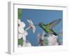 Broad Billed Hummingbird, Male Feeding on Nicotiana Flower, Arizona, USA-Rolf Nussbaumer-Framed Photographic Print