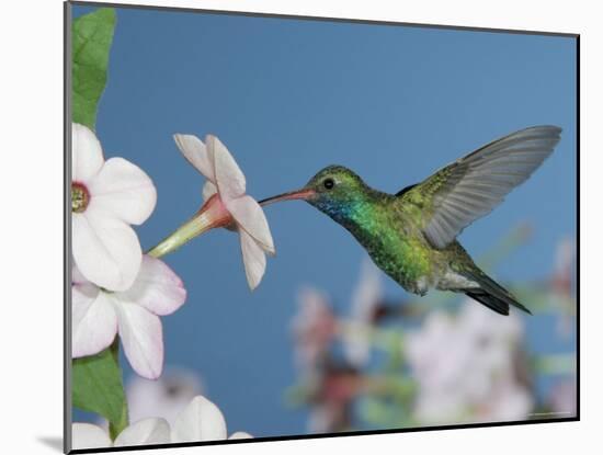 Broad Billed Hummingbird, Male Feeding on Nicotiana Flower, Arizona, USA-Rolf Nussbaumer-Mounted Photographic Print