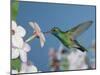 Broad Billed Hummingbird, Male Feeding on Nicotiana Flower, Arizona, USA-Rolf Nussbaumer-Mounted Photographic Print