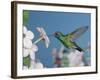 Broad Billed Hummingbird, Male Feeding on Nicotiana Flower, Arizona, USA-Rolf Nussbaumer-Framed Photographic Print