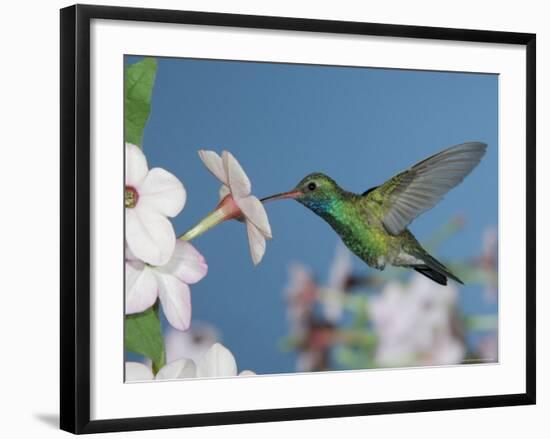 Broad Billed Hummingbird, Male Feeding on Nicotiana Flower, Arizona, USA-Rolf Nussbaumer-Framed Photographic Print