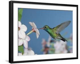 Broad Billed Hummingbird, Male Feeding on Nicotiana Flower, Arizona, USA-Rolf Nussbaumer-Framed Photographic Print