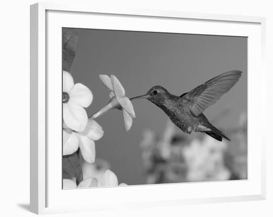 Broad Billed Hummingbird, Male Feeding on Nicotiana Flower, Arizona, USA-Rolf Nussbaumer-Framed Photographic Print