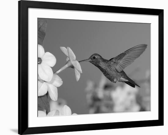 Broad Billed Hummingbird, Male Feeding on Nicotiana Flower, Arizona, USA-Rolf Nussbaumer-Framed Photographic Print